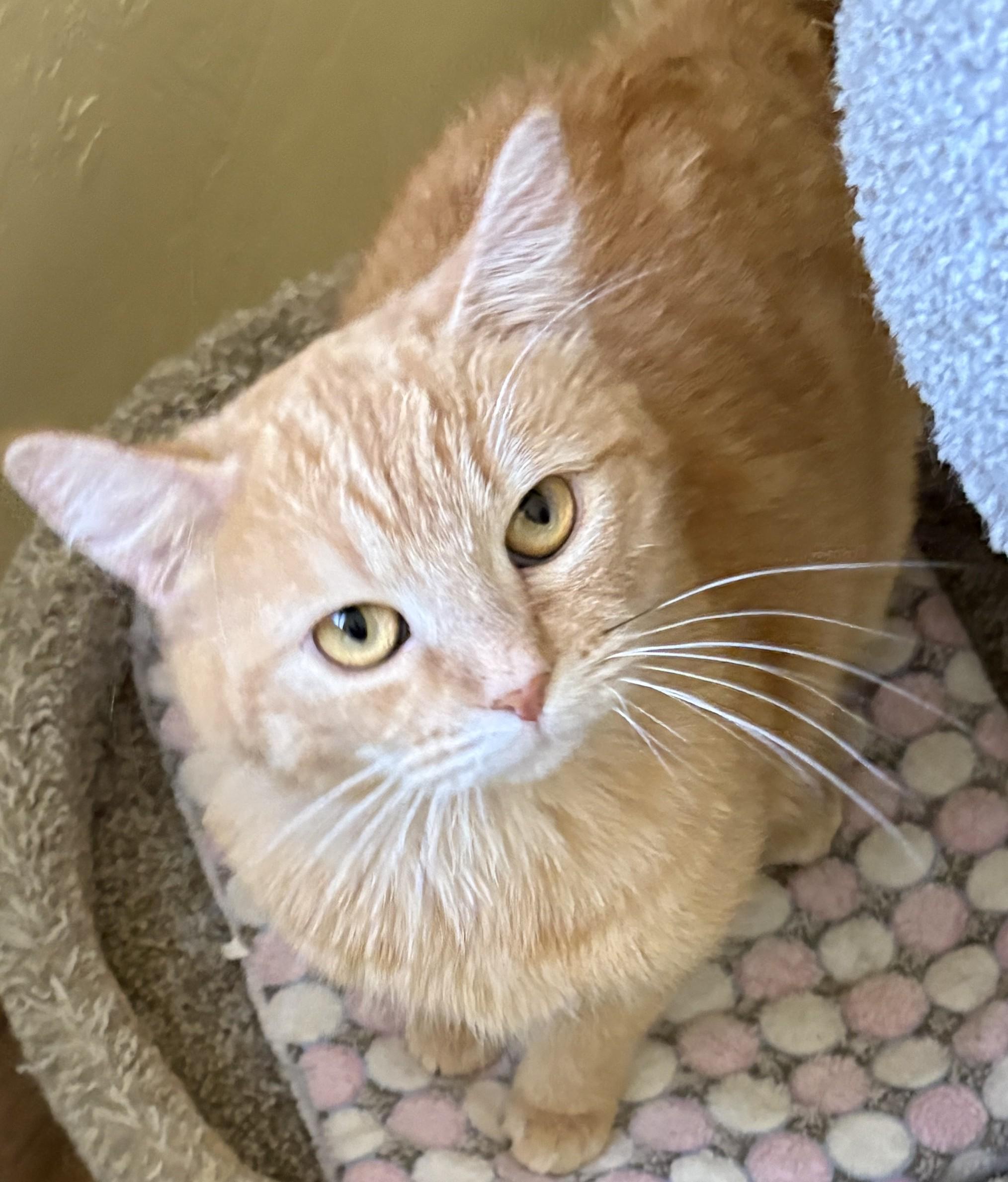 Enlarge CHER, a ADOPTABLE Domestic Short Hair in Prescott, AZ image 6/6