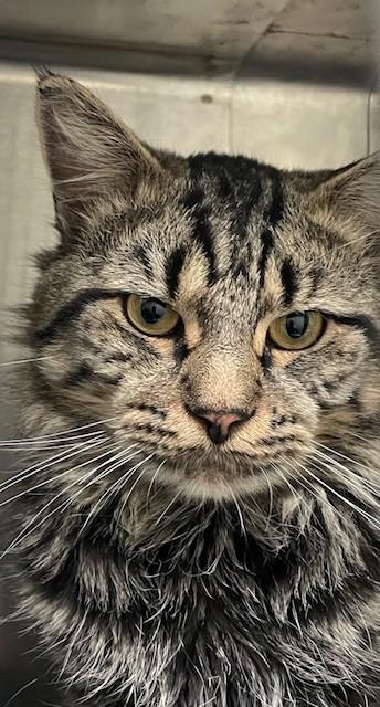 Titan, a Adoptable Tiger in Attleboro, MA image 4/4