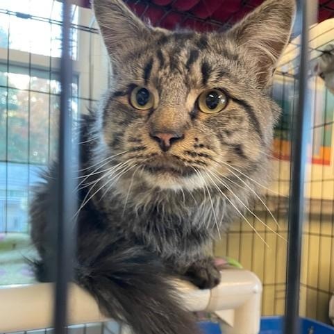 Titan, a Adoptable Tiger in Attleboro, MA image 2/4