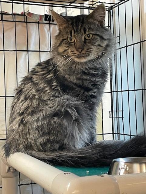 Titan, Adoptable, Adult Male Tiger.