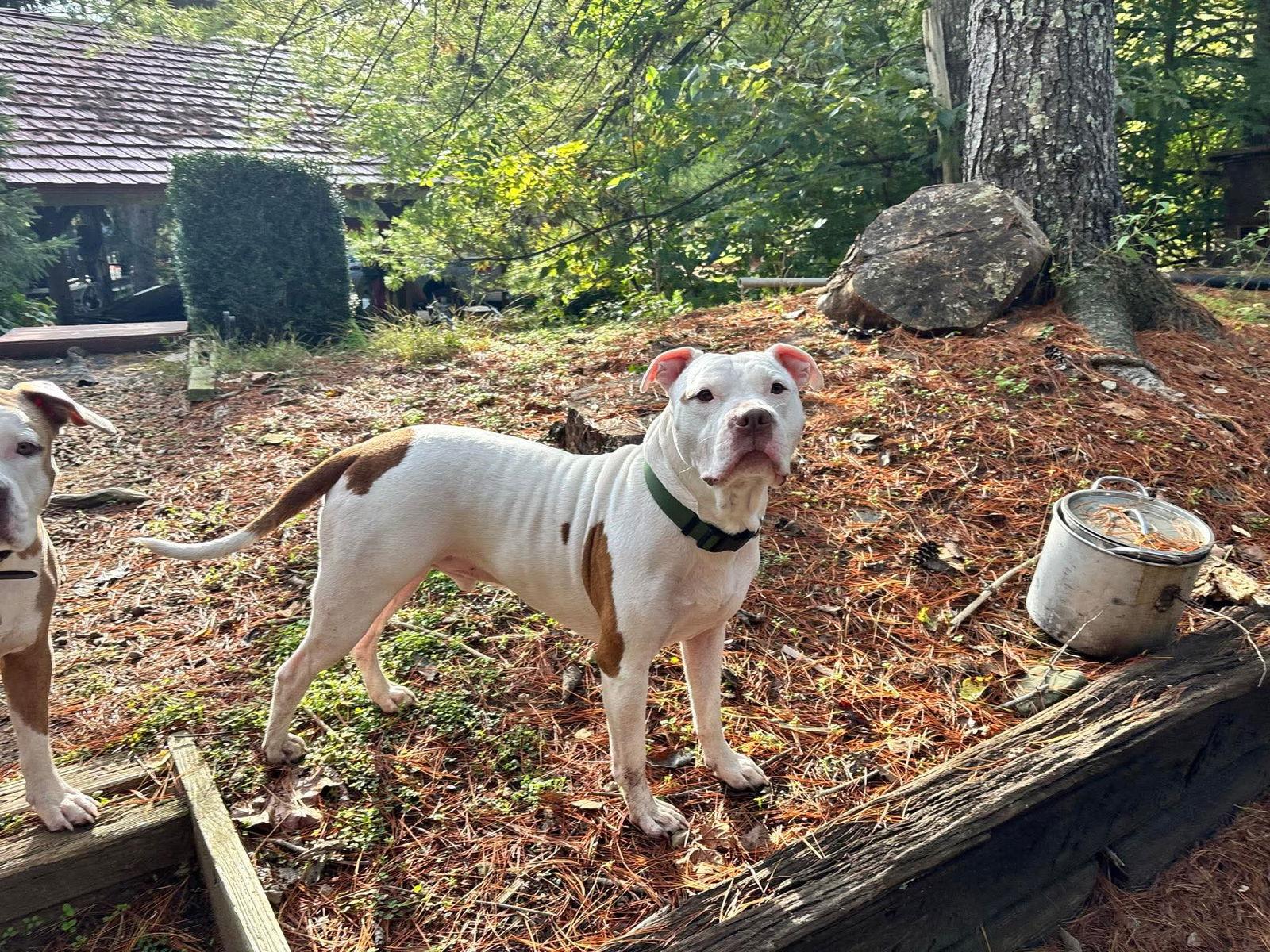 Doc Holiday thumbnail 2