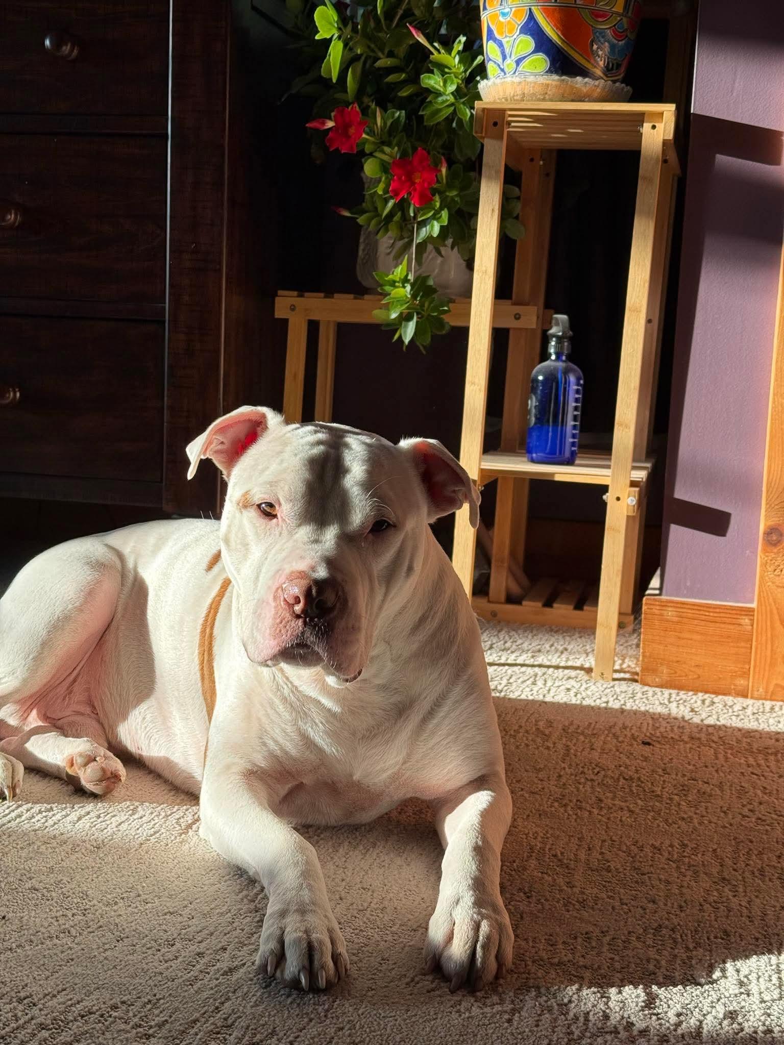 Doc Holiday thumbnail 3