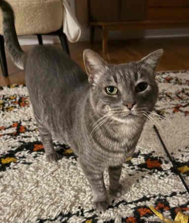 Gertie, Adoptable, Adult Female Tabby & Domestic Short Hair.
