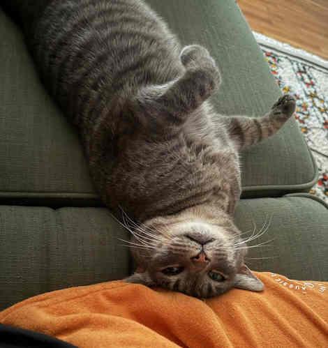 Gertie — thumbnail 2