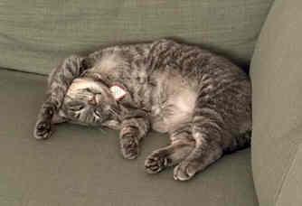 Gertie, a Adoptable mixed breed image 3/4