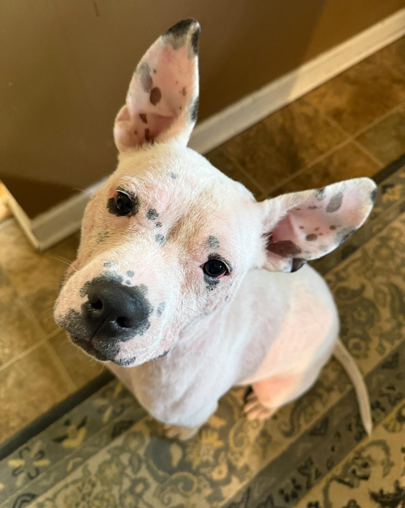 Sugar, a Adoptable mixed breed in Troy, MI image 2/6