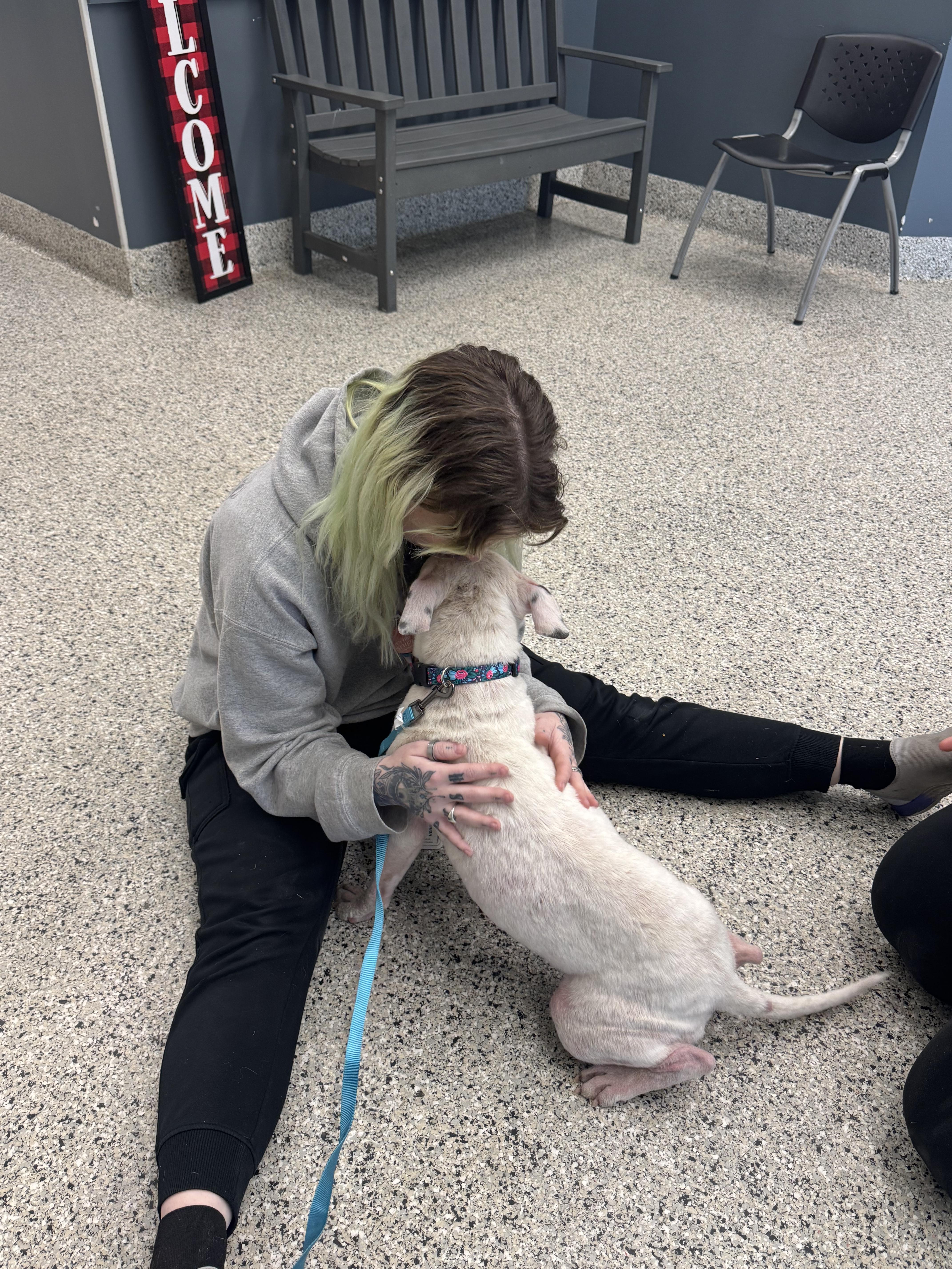 Enlarge Sugar Sweet, a Adoptable mixed breed in Troy, MI image 1/6