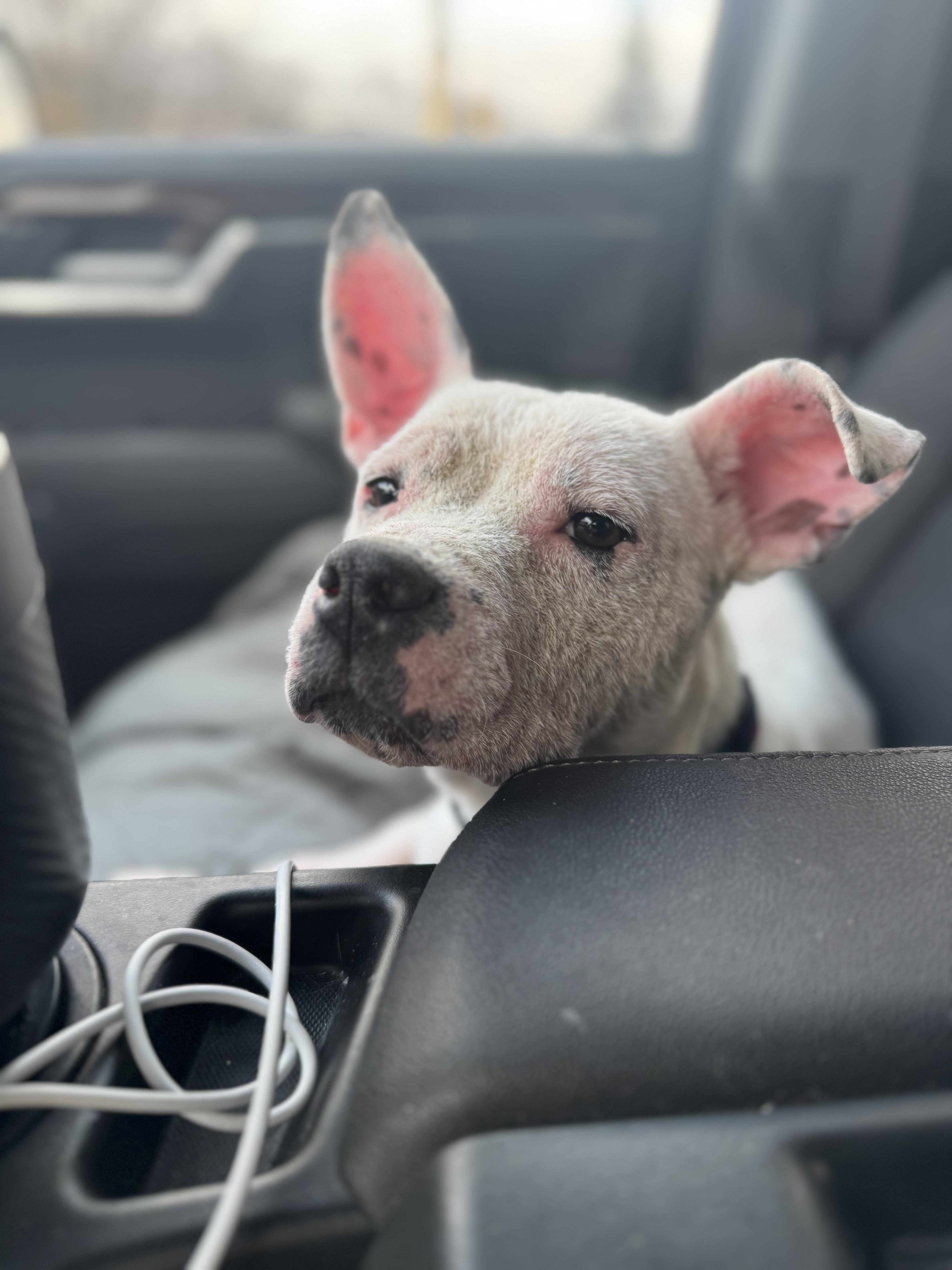 Sugar Sweet, Adoptable, Young Female Pit Bull Terrier & Dogo Argentino.