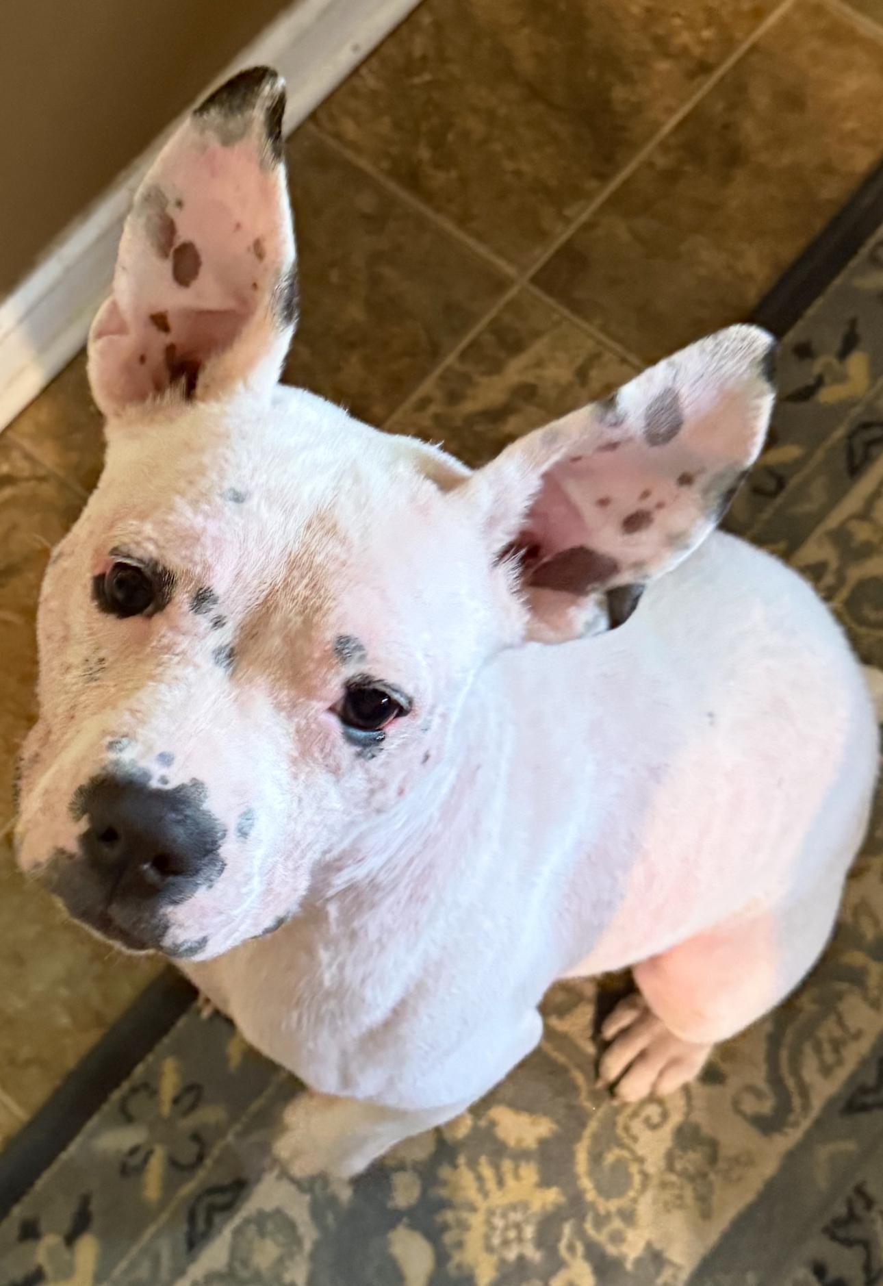 Sugar, a Adoptable mixed breed in Troy, MI image 4/6