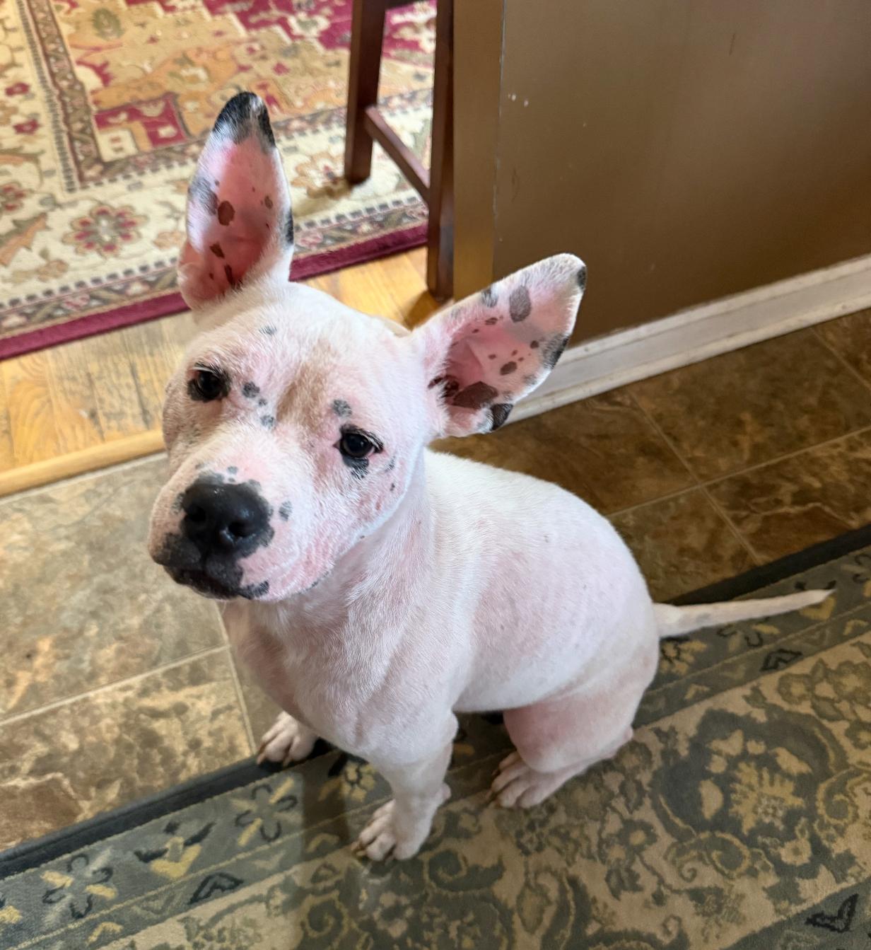 Sugar, Adoptable, Young Female Pit Bull Terrier & Dogo Argentino.
