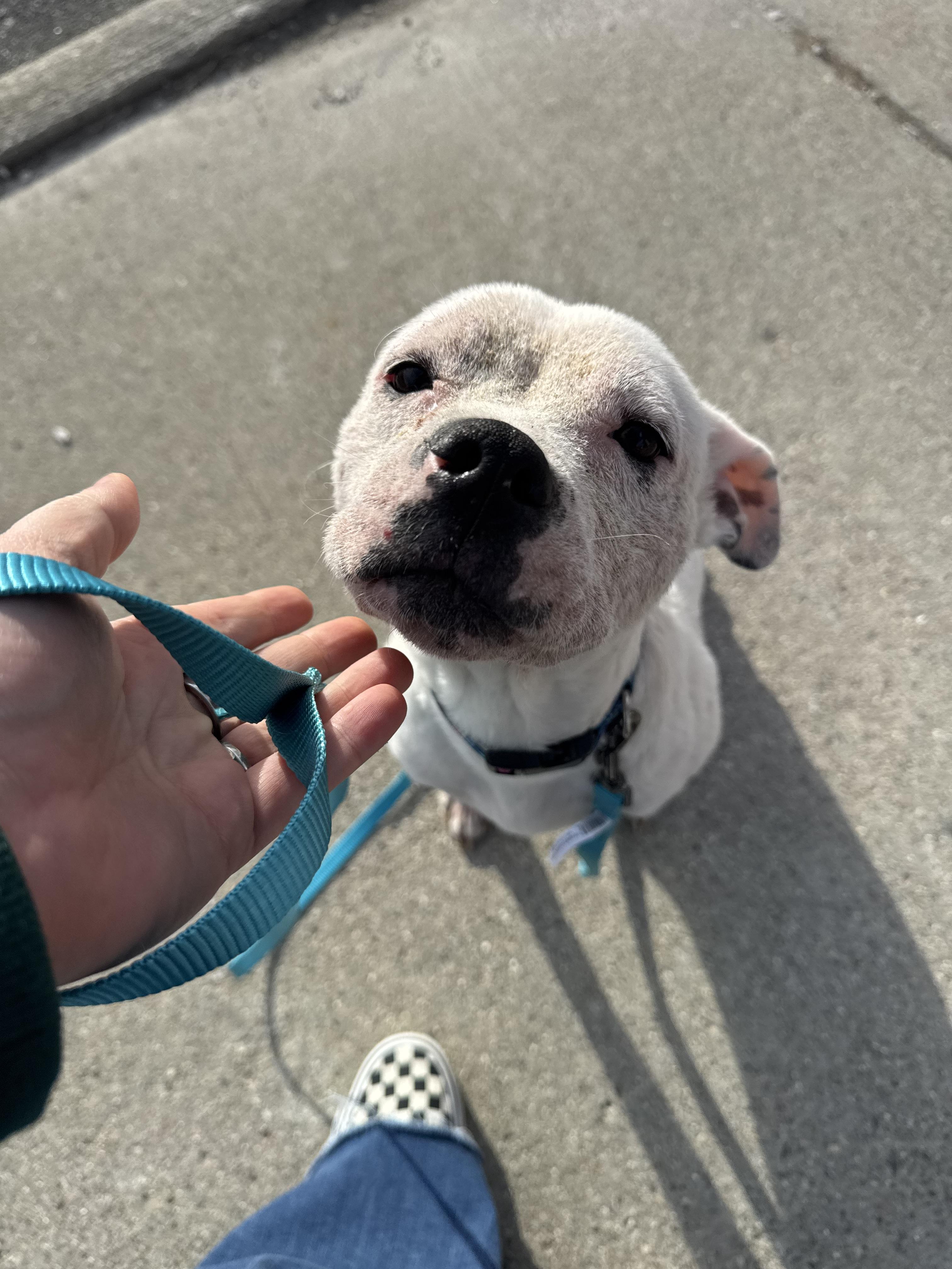 Enlarge Sugar Sweet, a Adoptable mixed breed in Troy, MI image 3/6