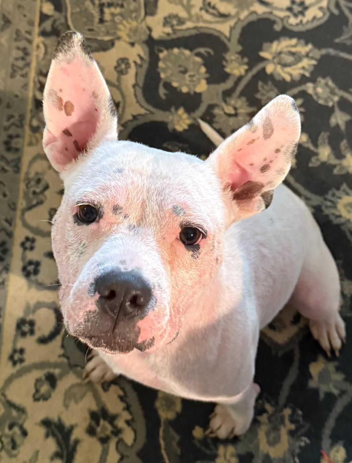 Sugar, a Adoptable mixed breed in Troy, MI image 5/6