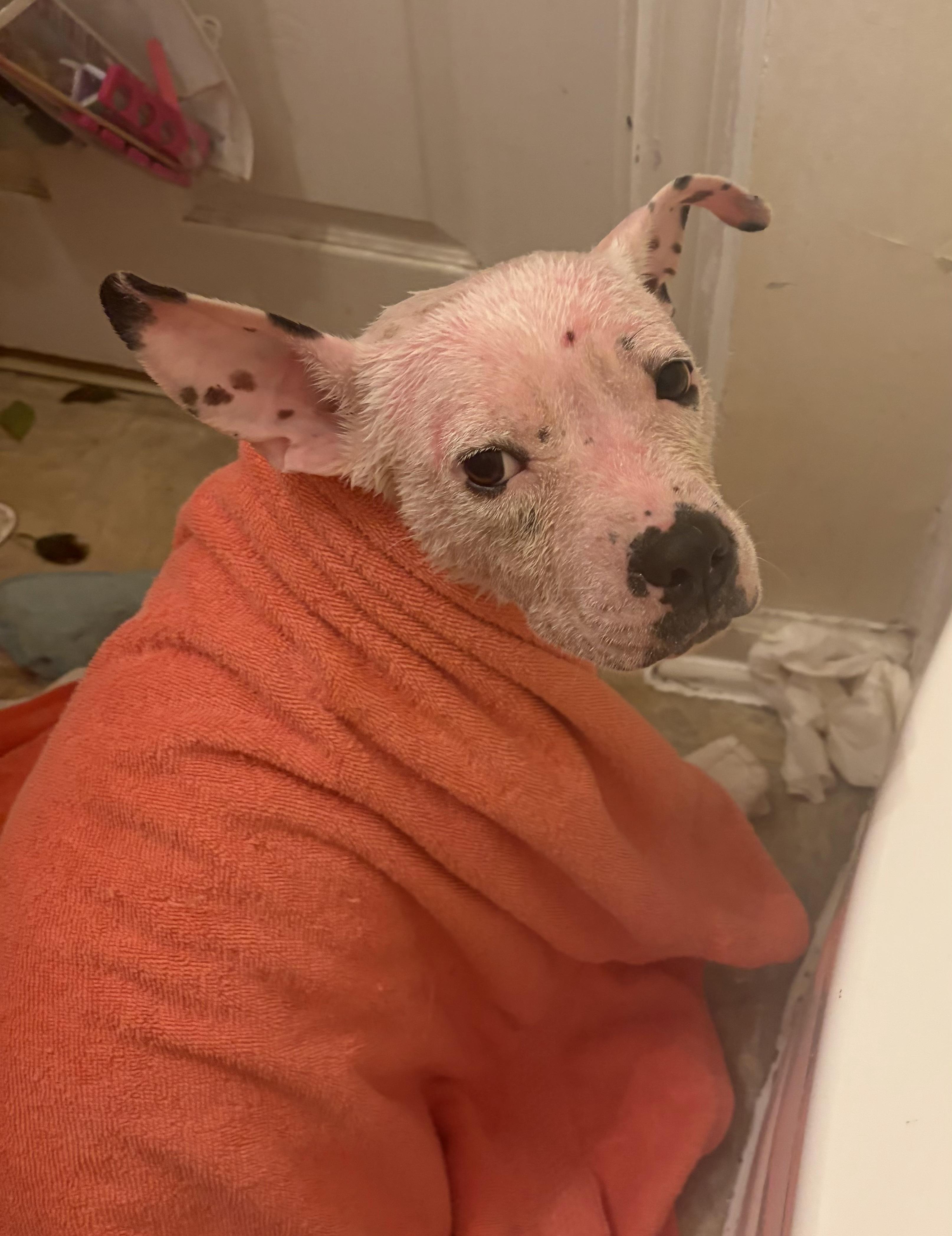 Enlarge Sugar Sweet, a Adoptable mixed breed in Troy, MI image 4/6