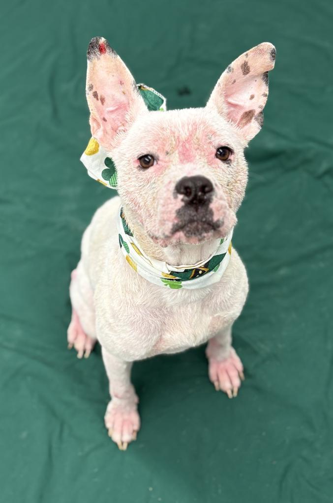 Enlarge Sugar Sweet, a Adoptable mixed breed in Troy, MI image 5/6