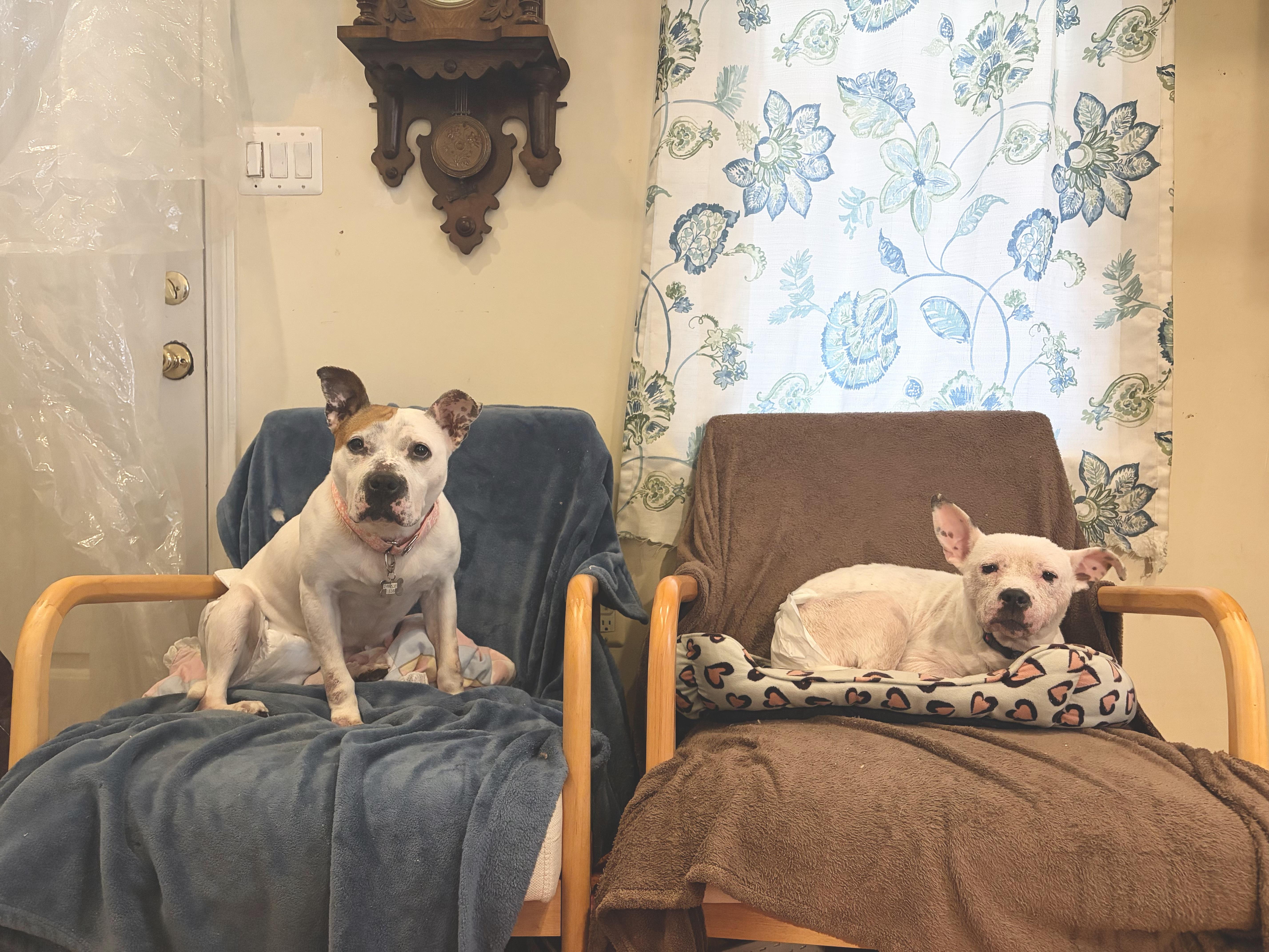 Enlarge Sugar Sweet, a Adoptable mixed breed in Troy, MI image 6/6