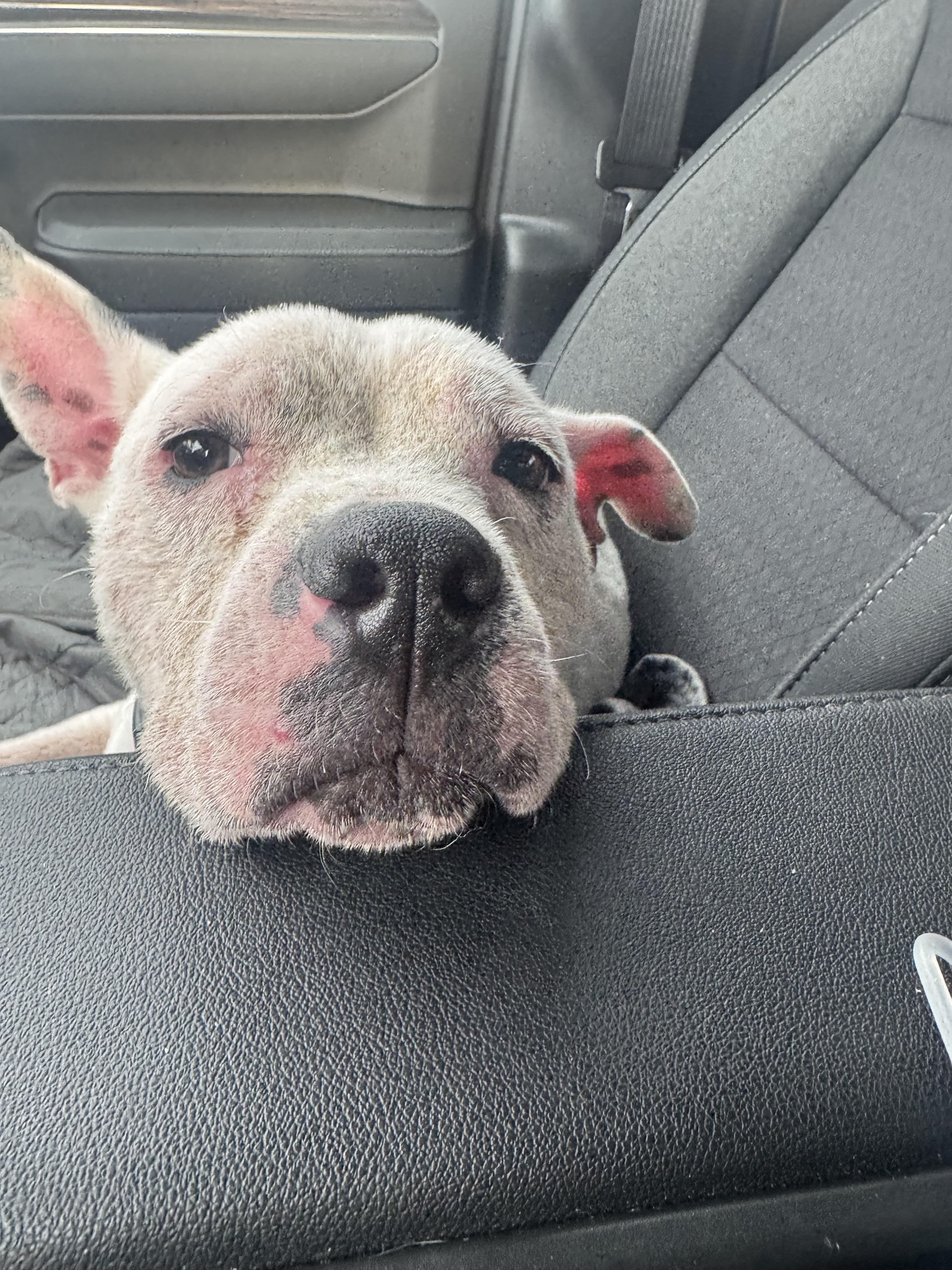 Enlarge Sugar Sweet, a Adoptable mixed breed in Troy, MI image 2/6