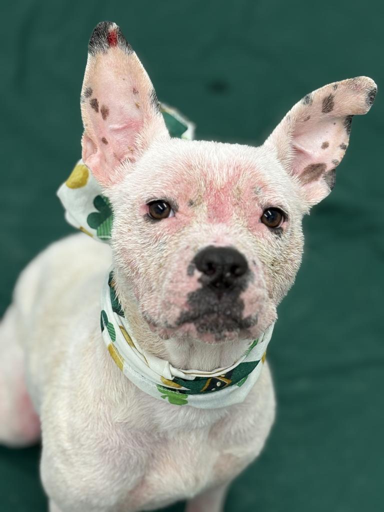 Enlarge Sugar Sweet, a Adoptable mixed breed in Troy, MI image 3/6