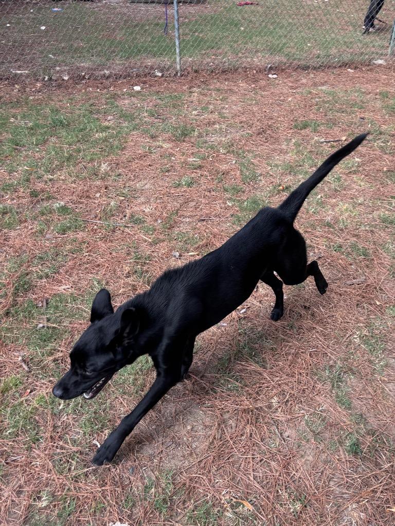 Molly, Adoptable, Young Female Labrador Retriever.