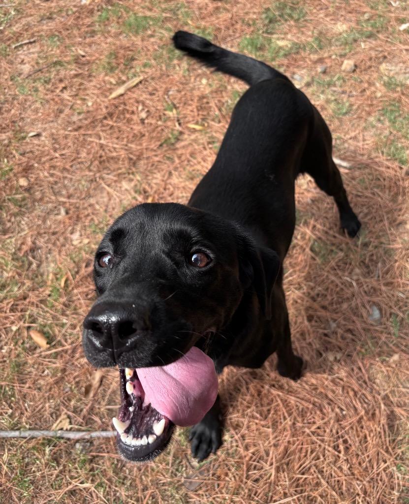 Enlarge Molly, a Adoptable Labrador Retriever in Little Rock, AR image 2/4