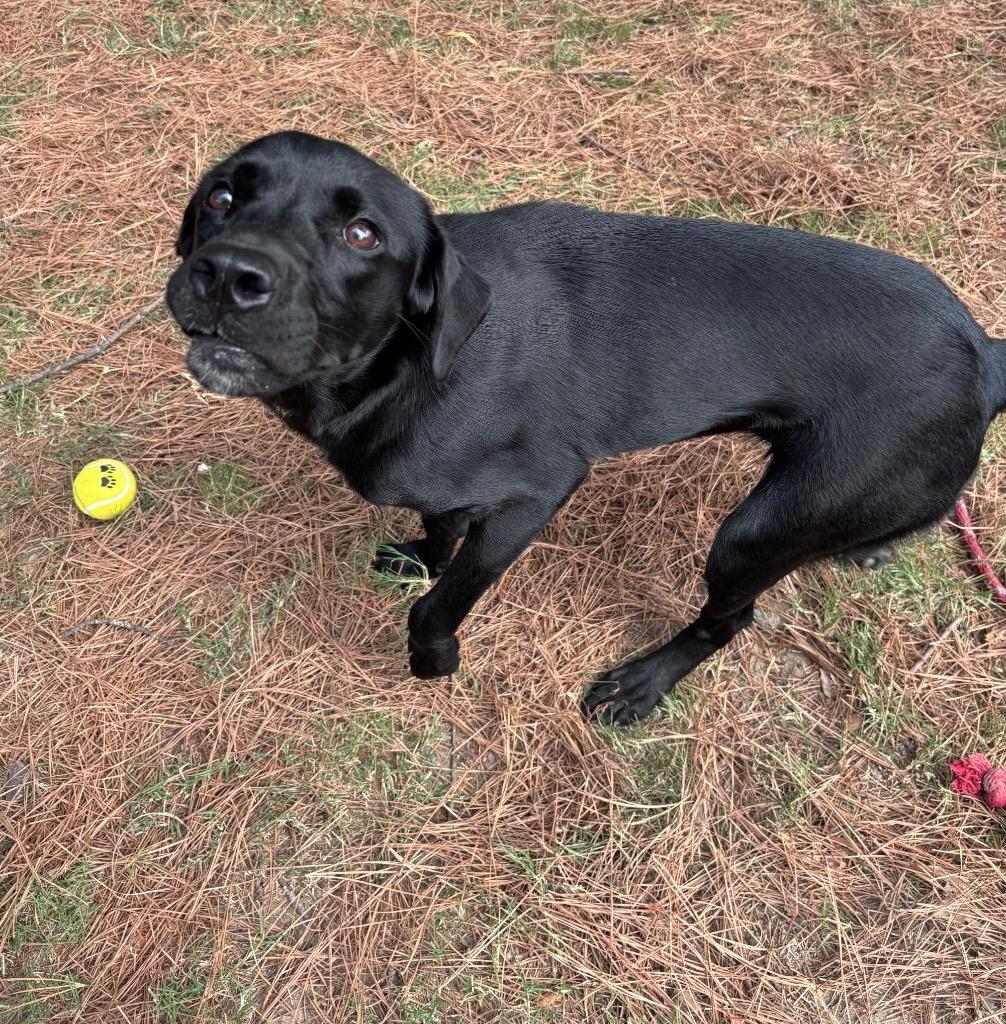 Enlarge Molly, a Adoptable Labrador Retriever in Little Rock, AR image 3/4
