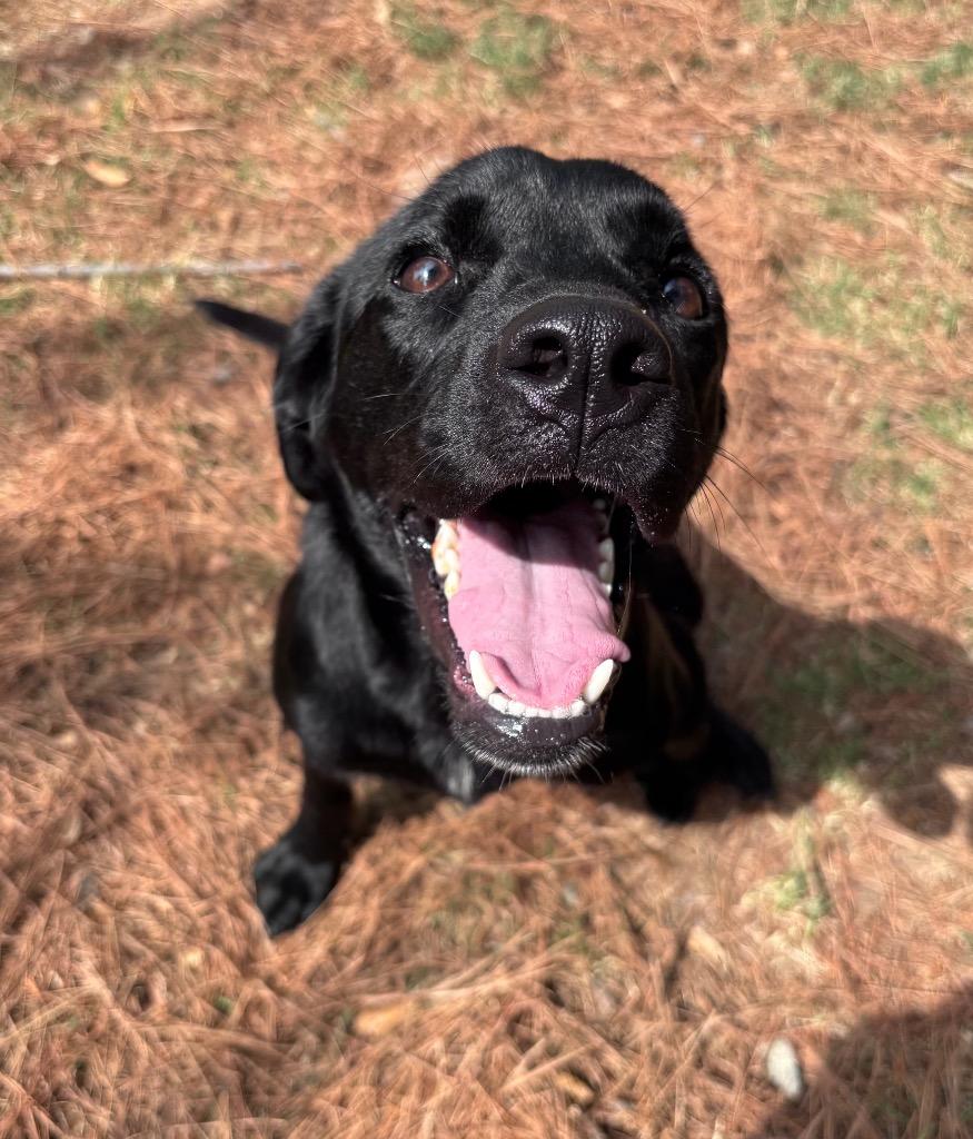 Enlarge Molly, a Adoptable Labrador Retriever in Little Rock, AR image 4/4