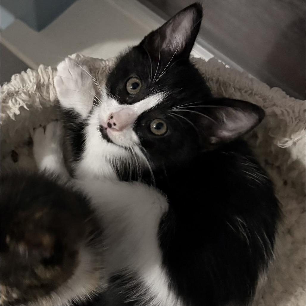 Swiss, Adoptable, Kitten Male Domestic Short Hair.