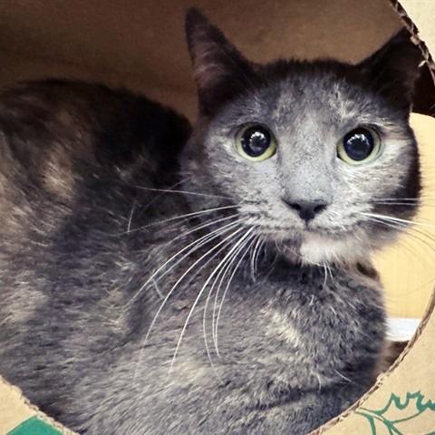 Raisin, Adoptable, Young Female Domestic Short Hair.