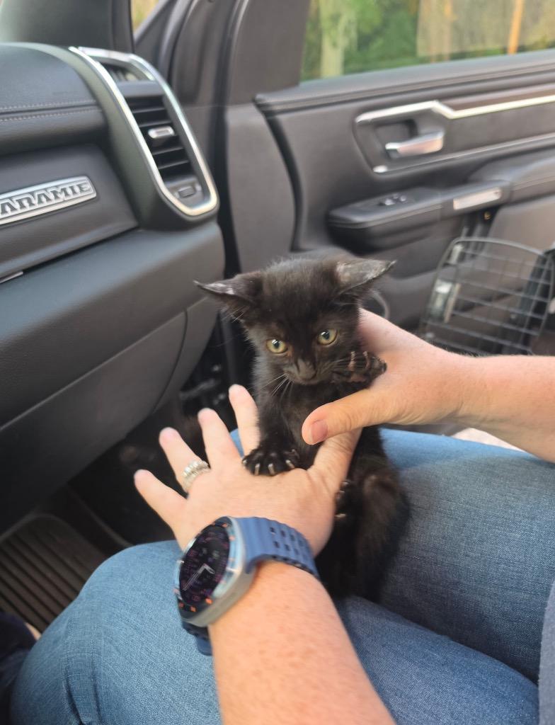 Ethyl, Adoptable, Kitten Female Domestic Short Hair.