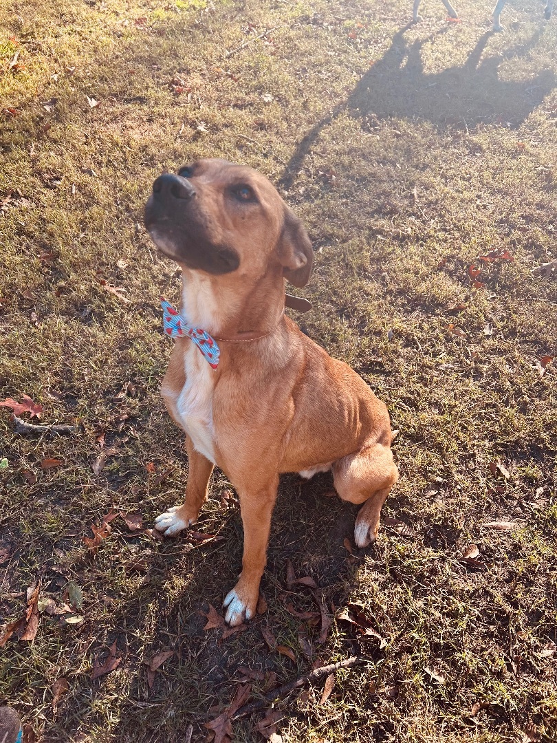 Hoover, Adoptable, Young Male Boxer.