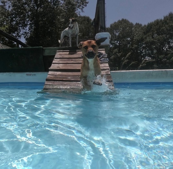 Hoover, a Adoptable Boxer in New Caney, TX image 2/6