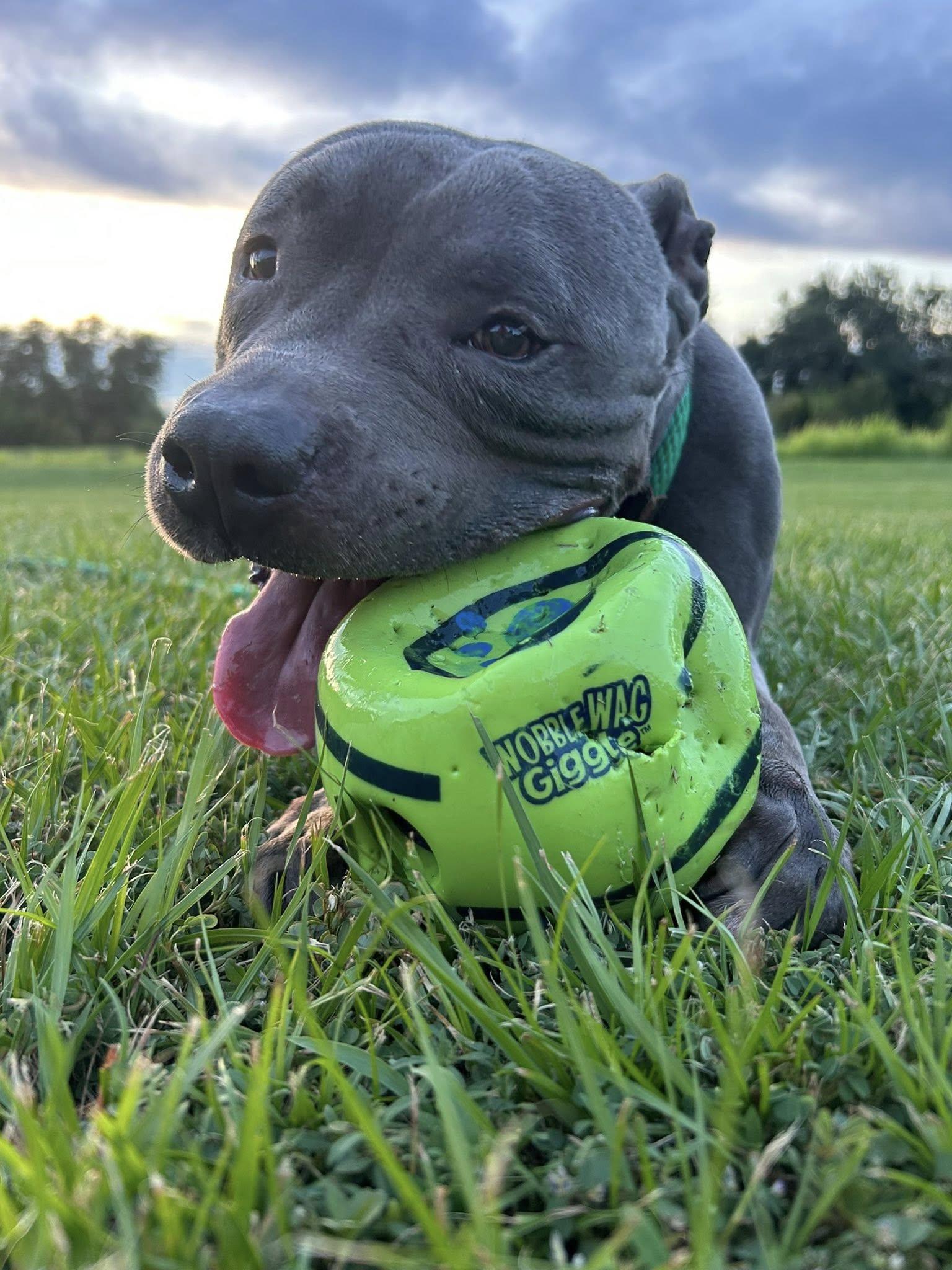 Shadow, Adoptable, Adult Male American Staffordshire Terrier.