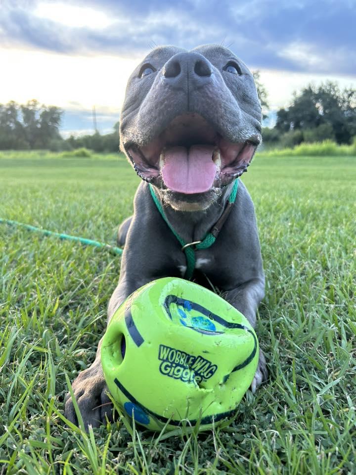 Enlarge Shadow, a Adoptable American Staffordshire Terrier in Arcadia, FL image 3/3