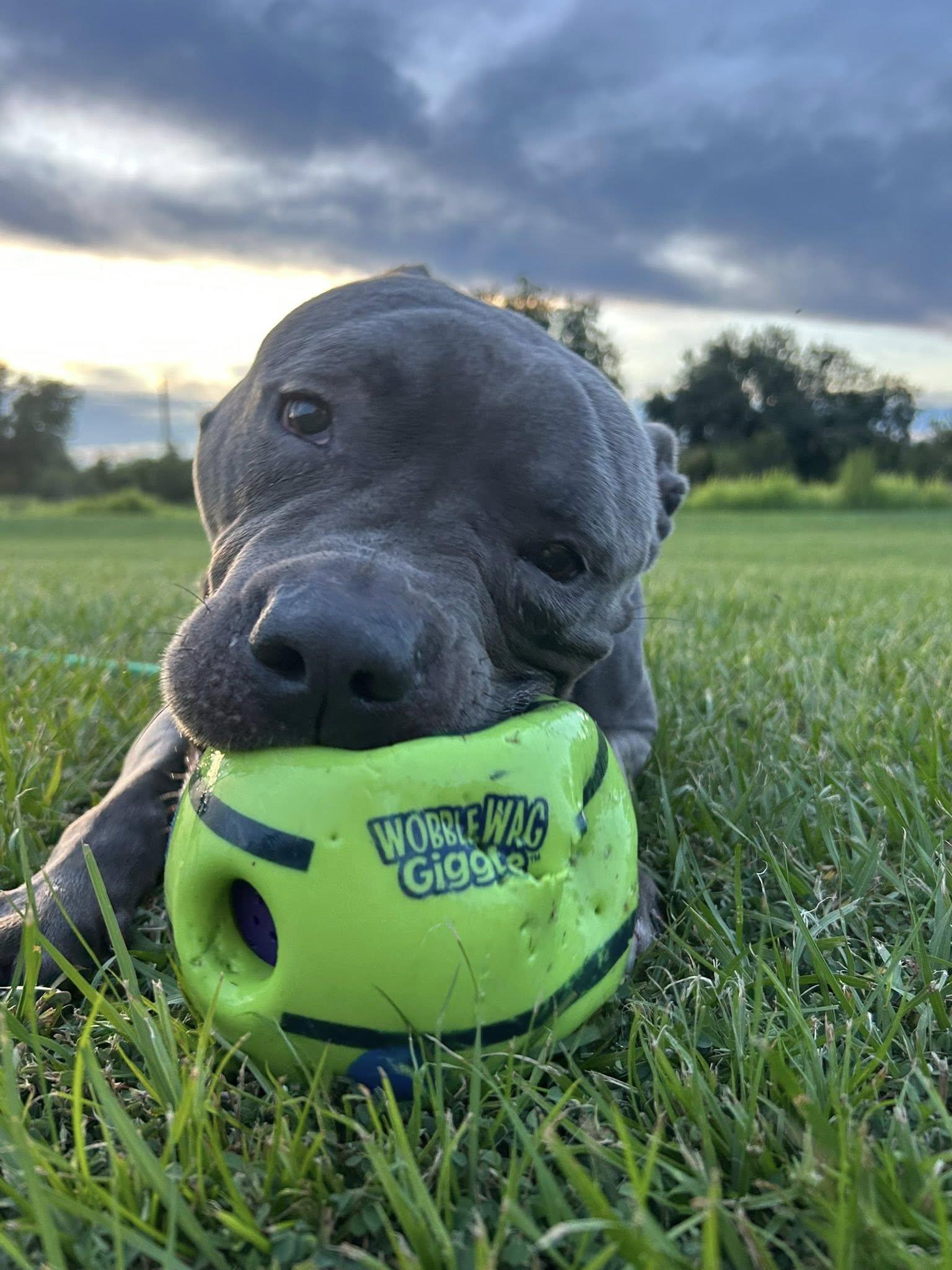 Enlarge Shadow, a Adoptable American Staffordshire Terrier in Arcadia, FL image 2/3