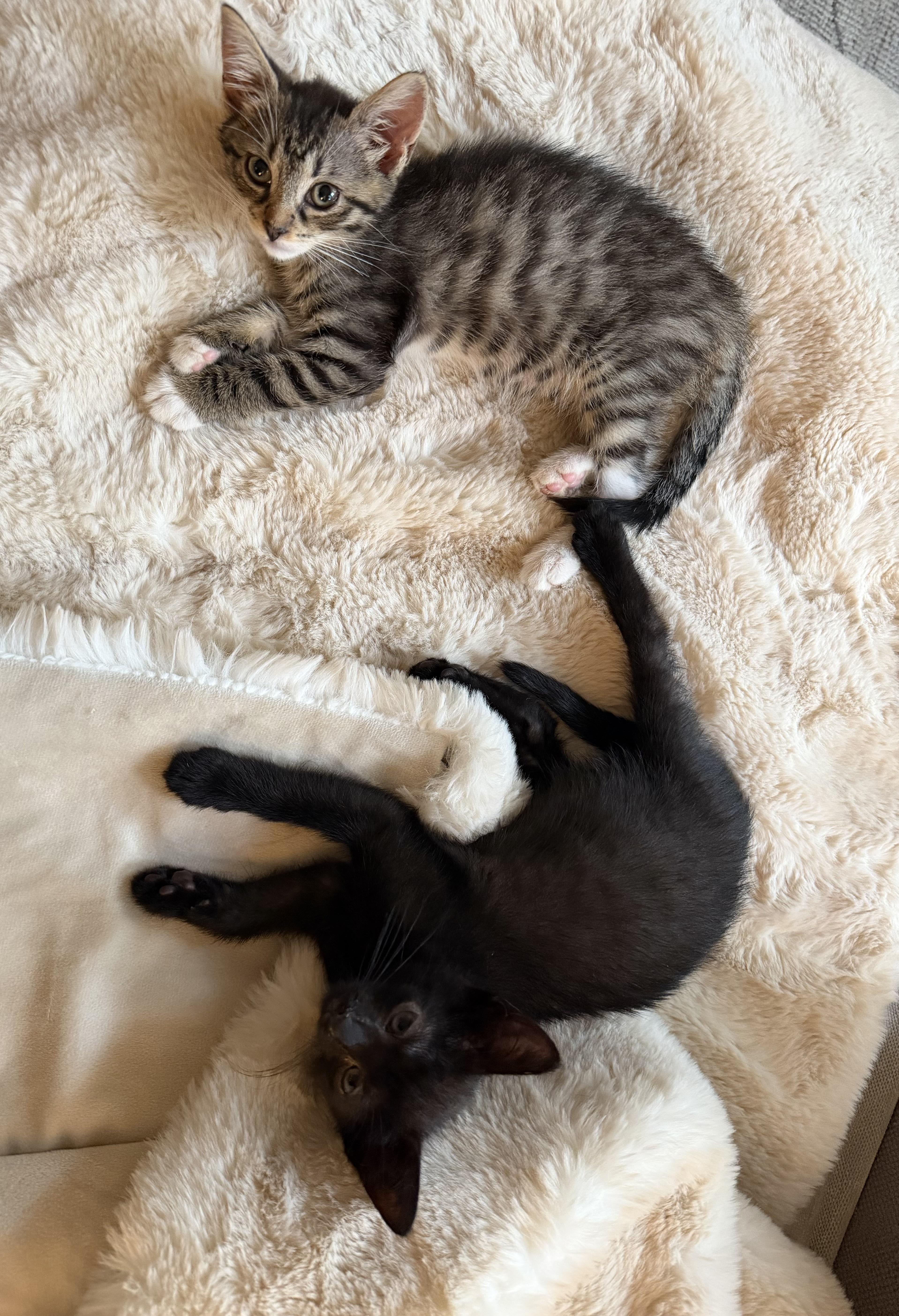 Flossy and Waterpik, ADOPTABLE, Kitten Male Domestic Short Hair.