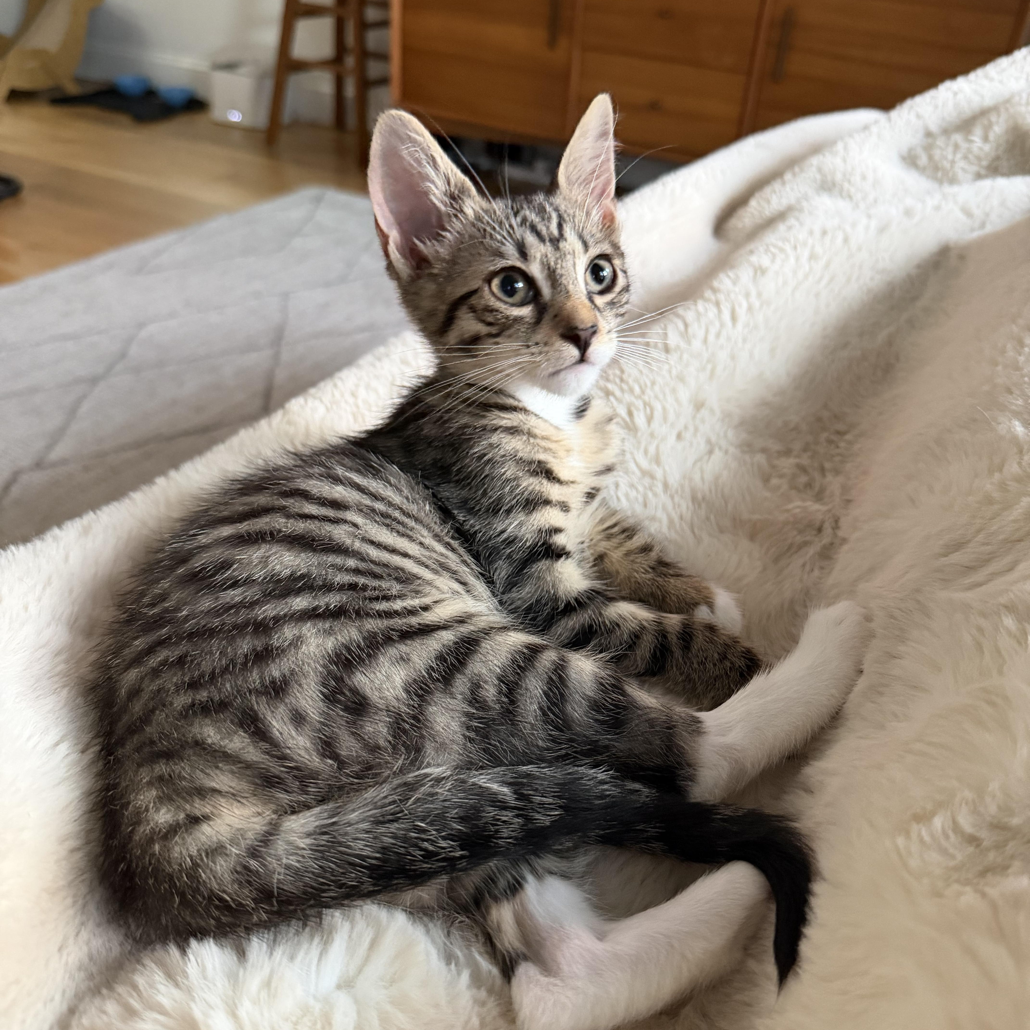 Flossy and Waterpik, a ADOPTABLE Domestic Short Hair in Brooklyn, NY image 3/6