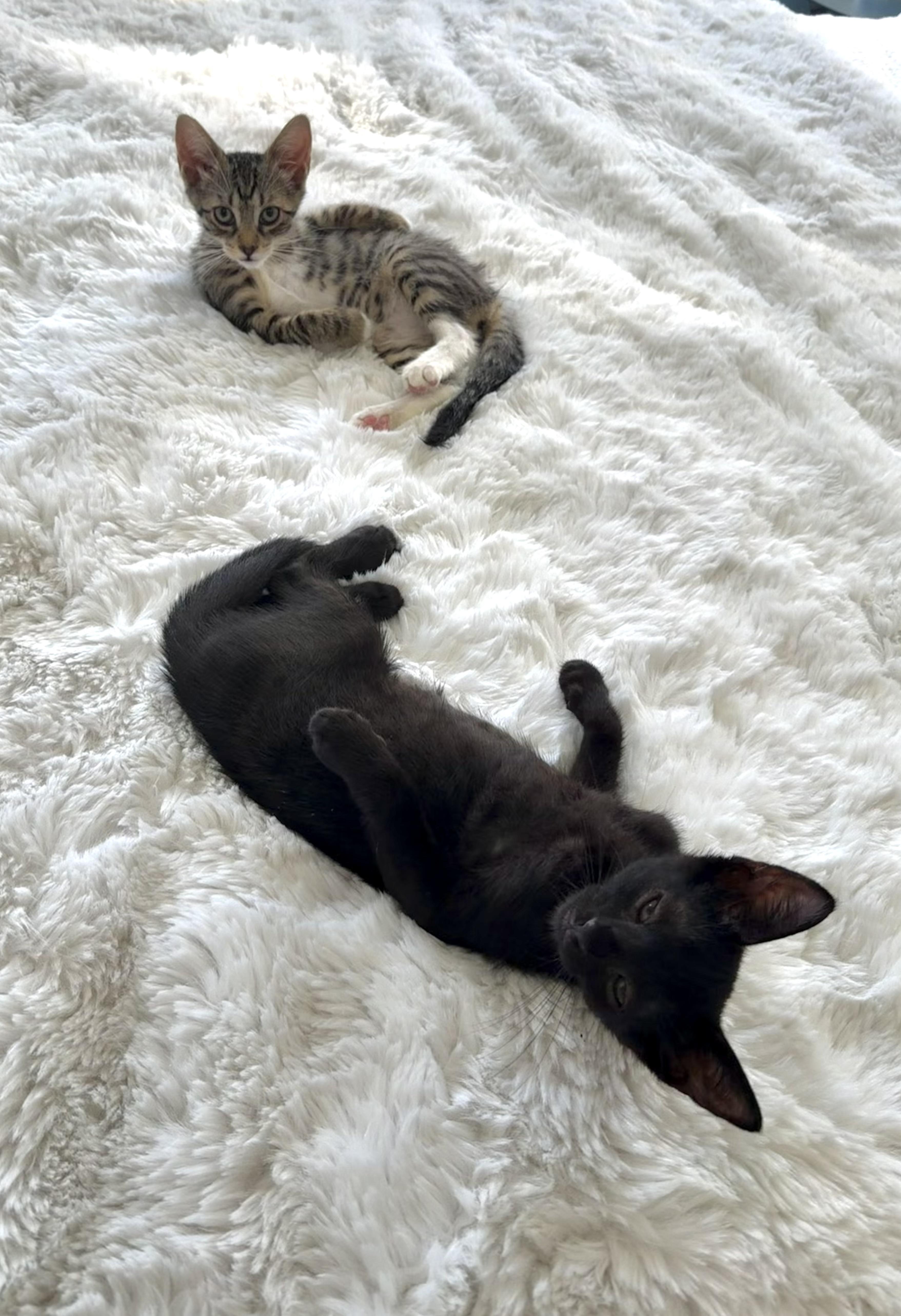 Flossy and Waterpik, a ADOPTABLE Domestic Short Hair in Brooklyn, NY image 2/6