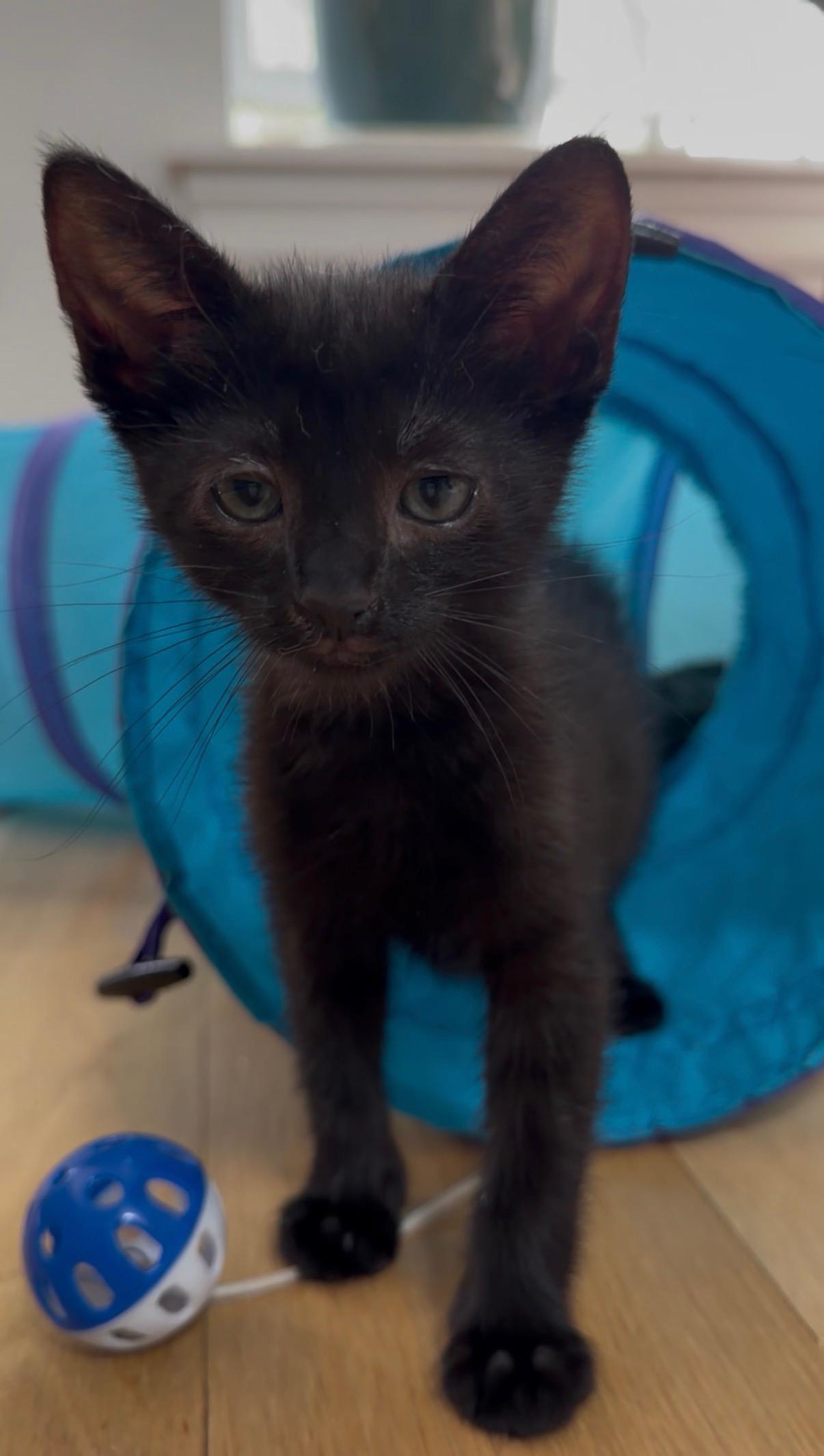 Flossy and Waterpik, a ADOPTABLE Domestic Short Hair in Brooklyn, NY image 6/6