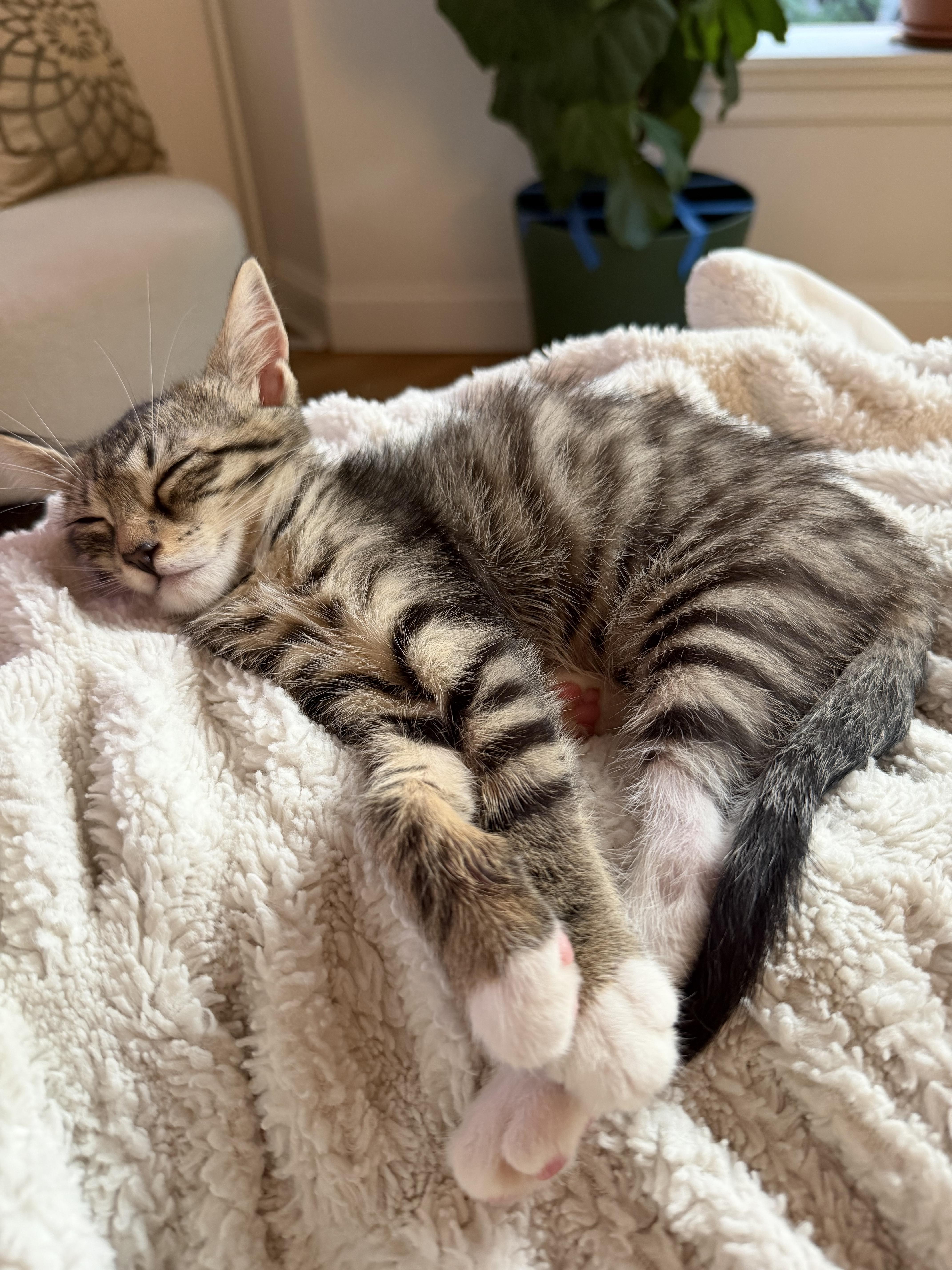 Flossy and Waterpik, a ADOPTABLE Domestic Short Hair in Brooklyn, NY image 4/6