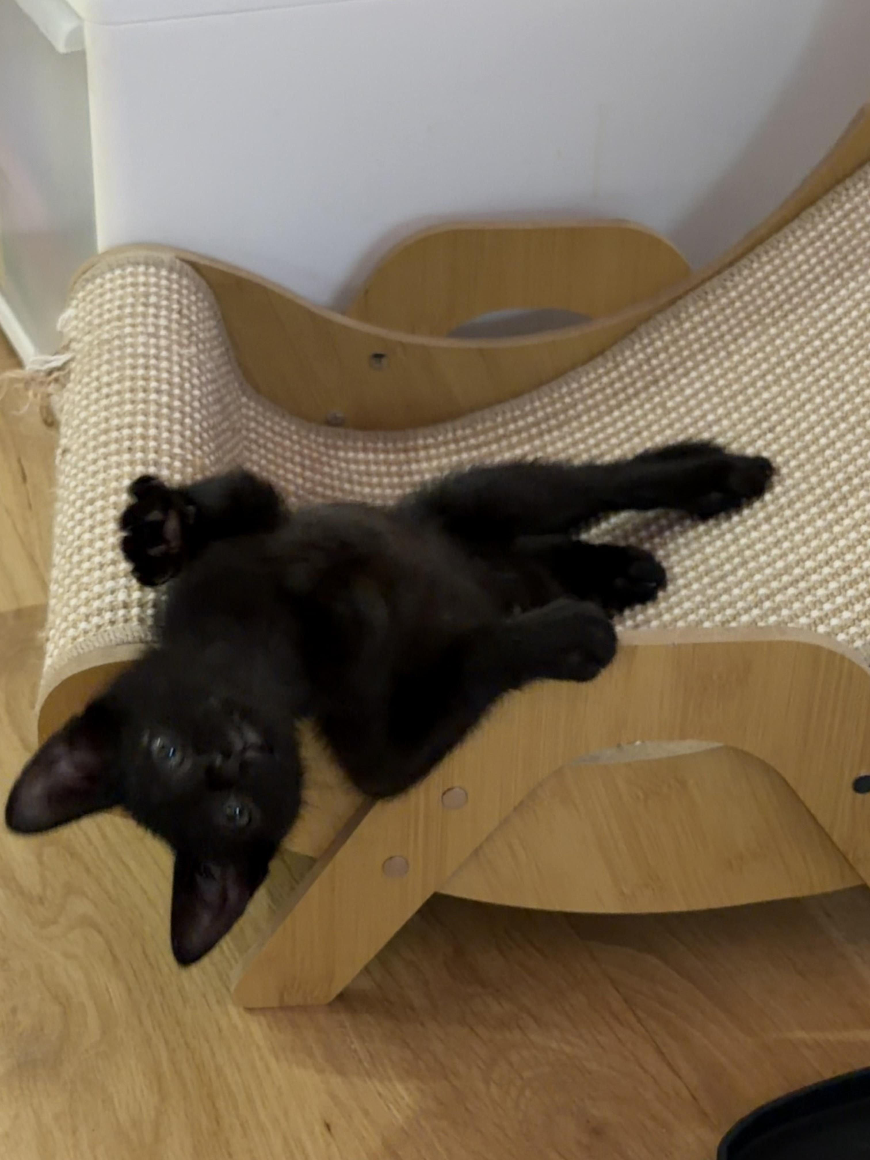 Flossy and Waterpik, a ADOPTABLE Domestic Short Hair in Brooklyn, NY image 5/6