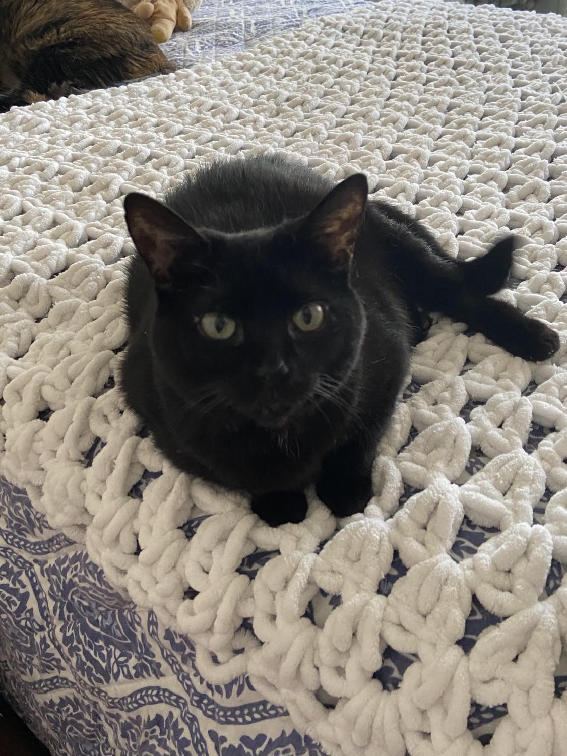 Jinx, Adult Female unknown