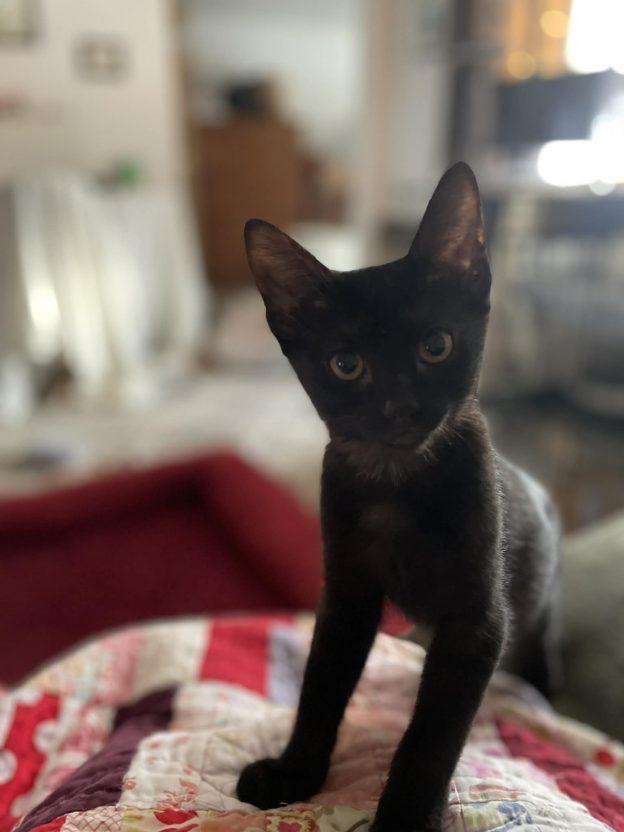 Enlarge Benji and FuBu, a ADOPTABLE Domestic Short Hair in Anchorage, AK image 3/3