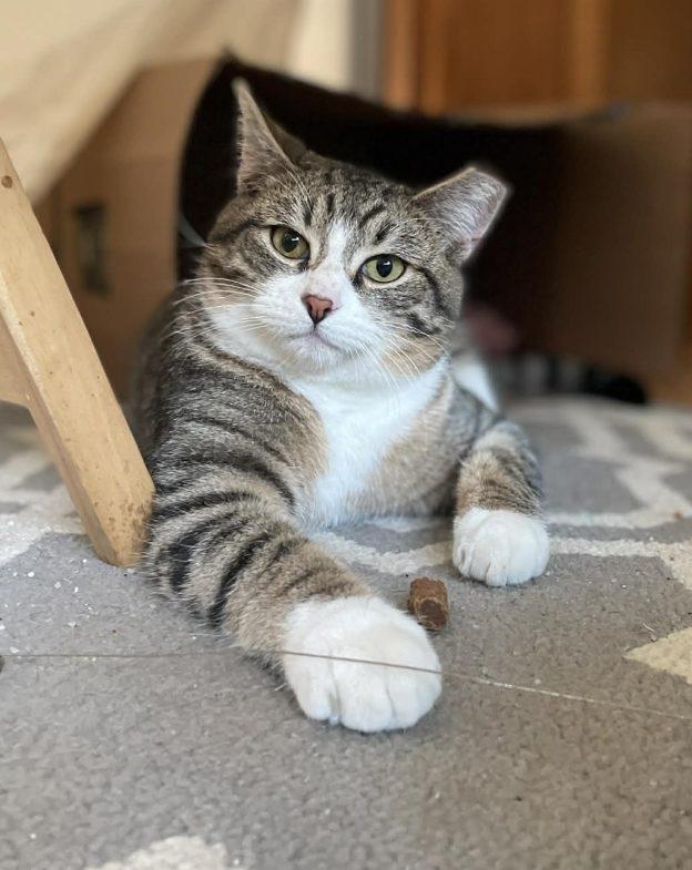 Enlarge Benji and FuBu, a ADOPTABLE Domestic Short Hair in Anchorage, AK image 2/3