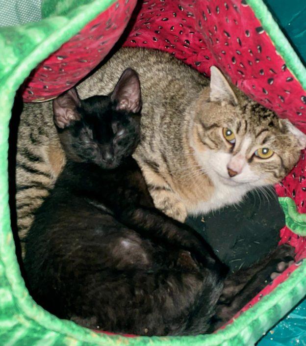 Benji and FuBu, ADOPTABLE, Young Male Domestic Short Hair.