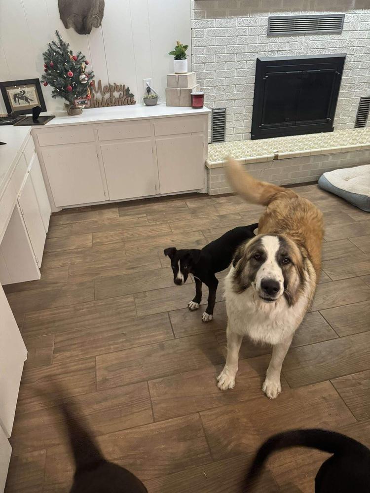 Pine aka Cagney, Adoptable, Adult Female Great Pyrenees.