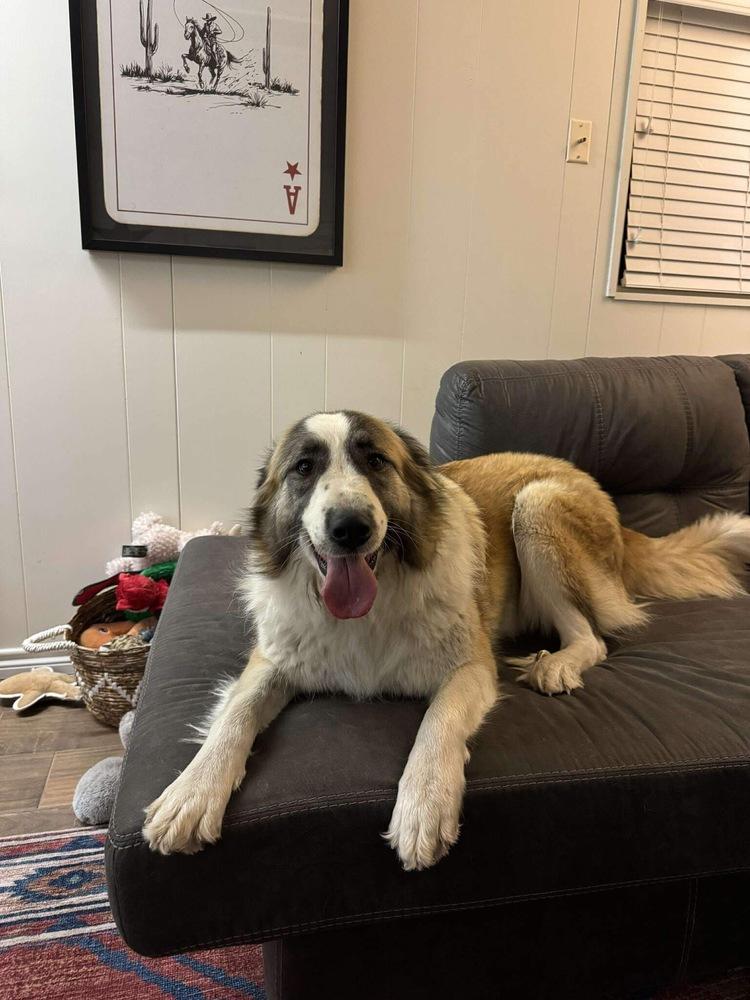 Enlarge Pine aka Cagney, a Adoptable mixed breed in Sedalia, CO image 4/6