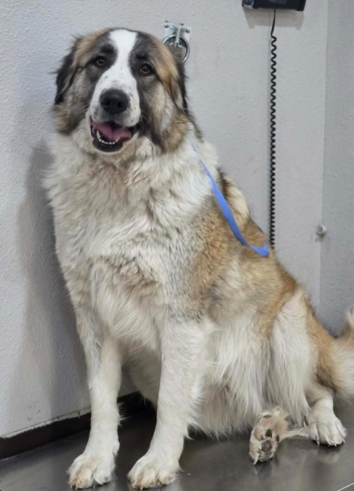 Enlarge Pine aka Cagney, a Adoptable mixed breed in Sedalia, CO image 5/6