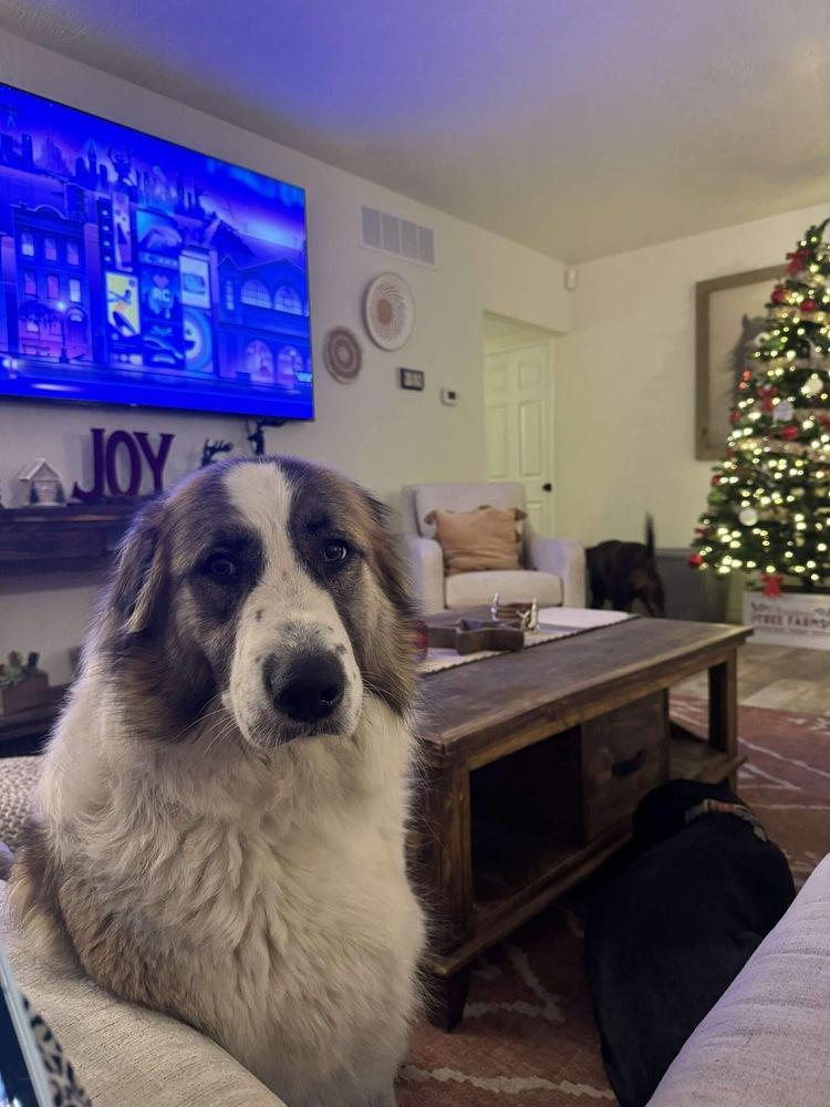 Enlarge Pine aka Cagney, a Adoptable mixed breed in Sedalia, CO image 6/6