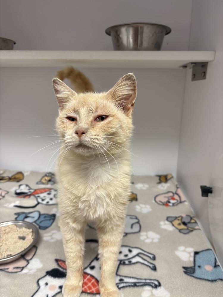 Sunrise, Adoptable, Young Female Domestic Short Hair.