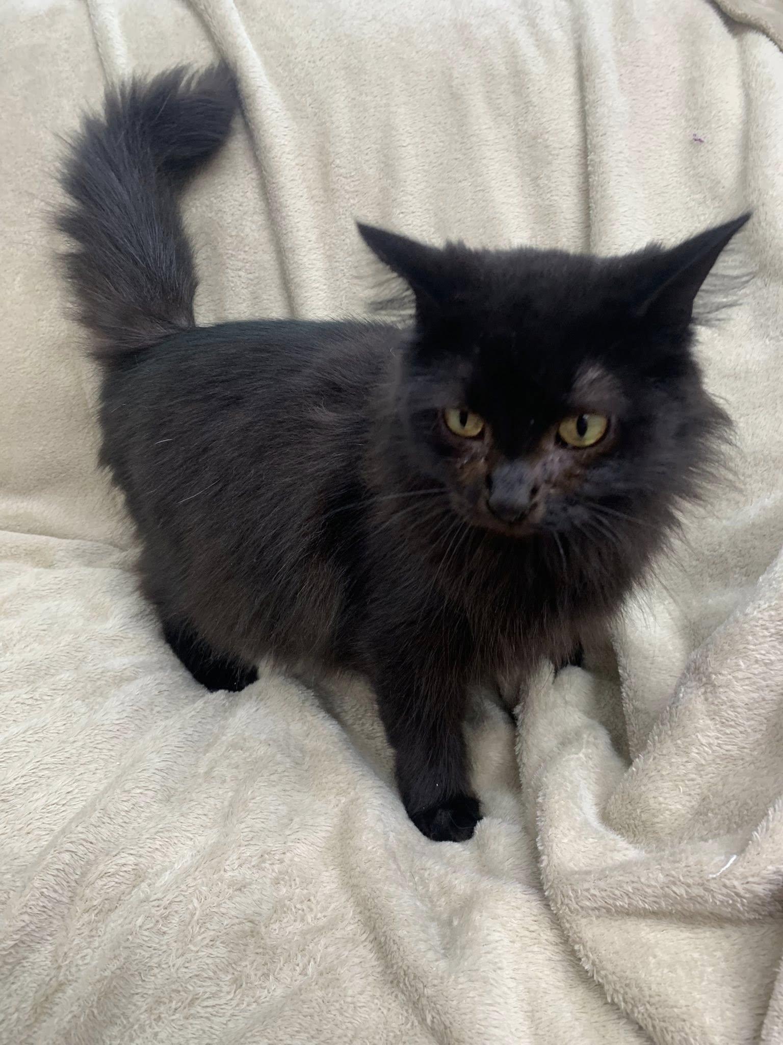 Enlarge Precious, a Adoptable Domestic Long Hair in Fairfield, IL image 1/1