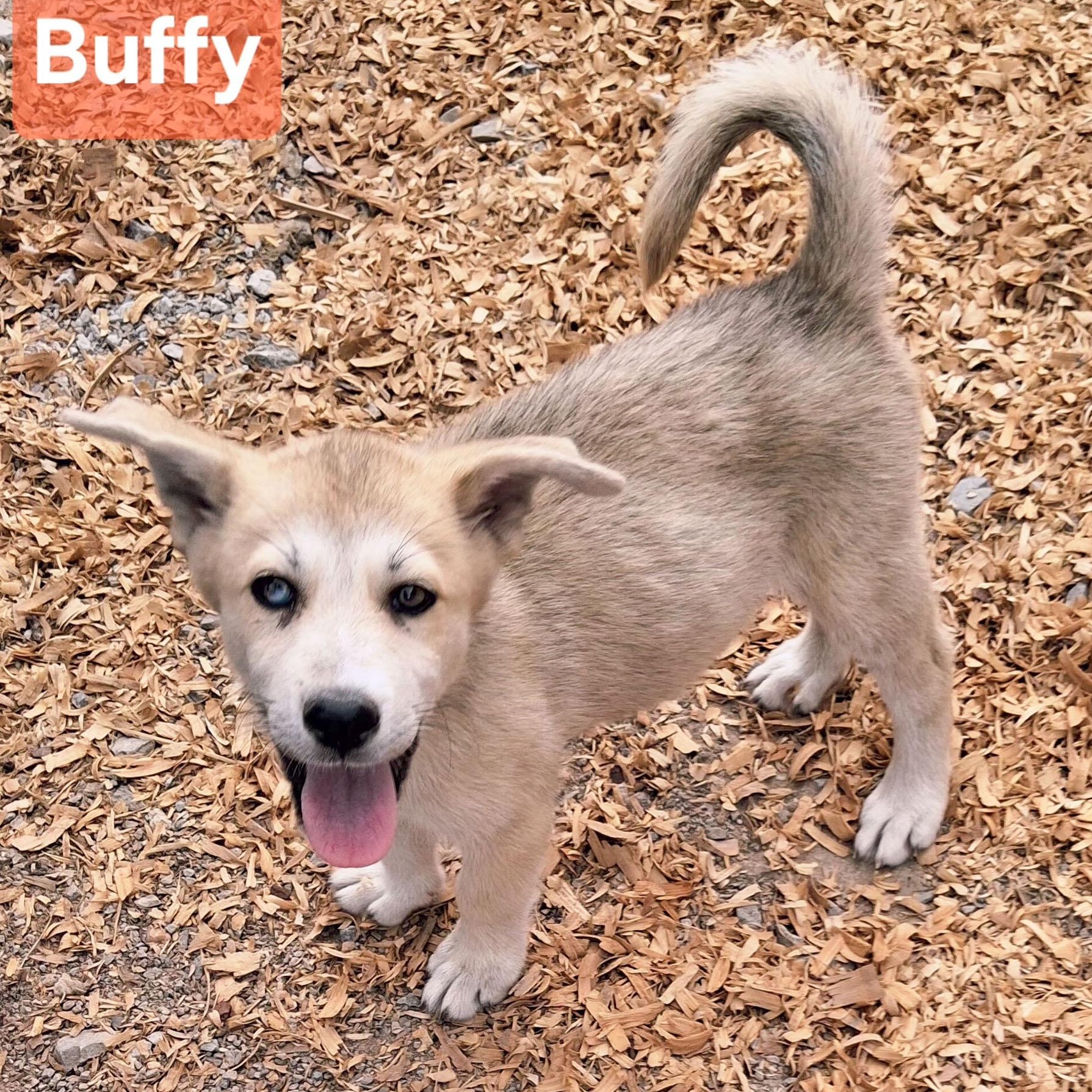 Enlarge Buffy, a Adopted mixed breed in Albany, NY image 5/5